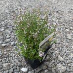 Dúška tymianová (Thymus Vulgaris) - kont. P9/P11